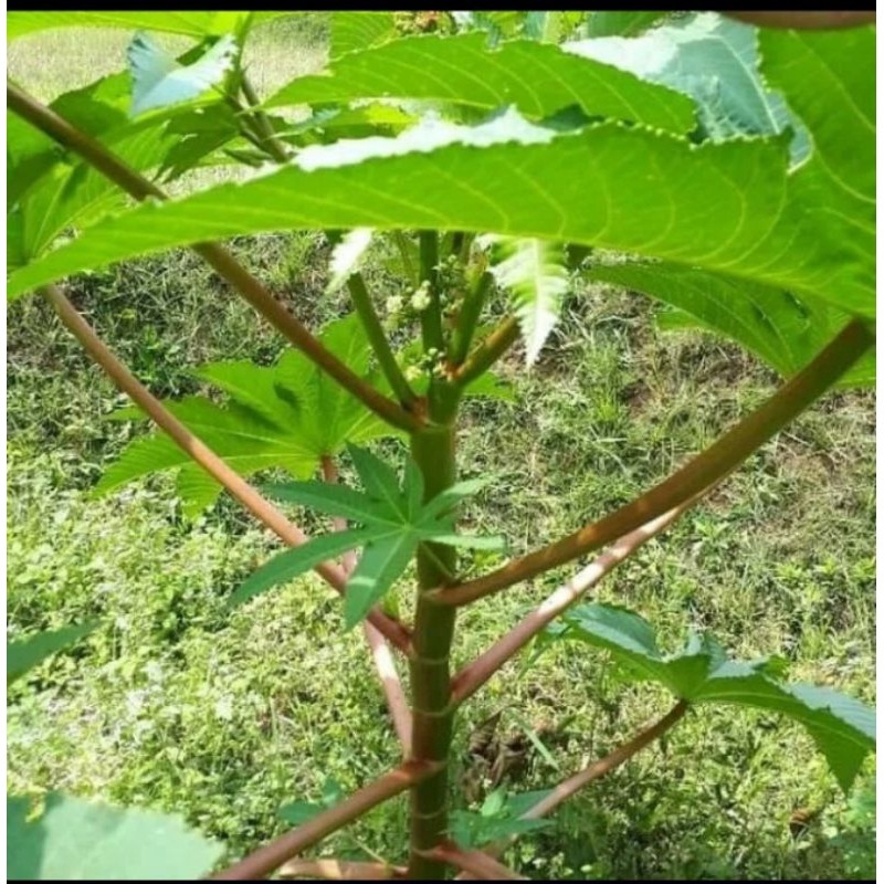 

Daun dan batang Kaliki/jarak merah -1kg frees Herbal COD