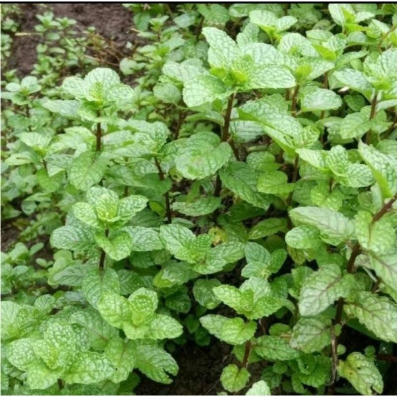 

promo Daun mint segar 700gram Herbal COD