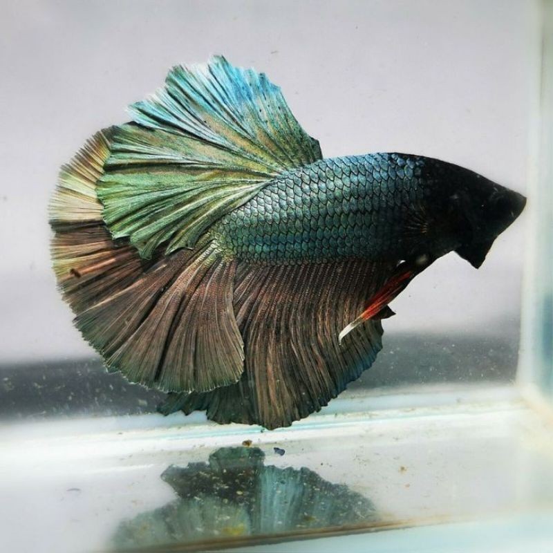 Hiasan New Halfmoon Cooper HM Bogor Bulan