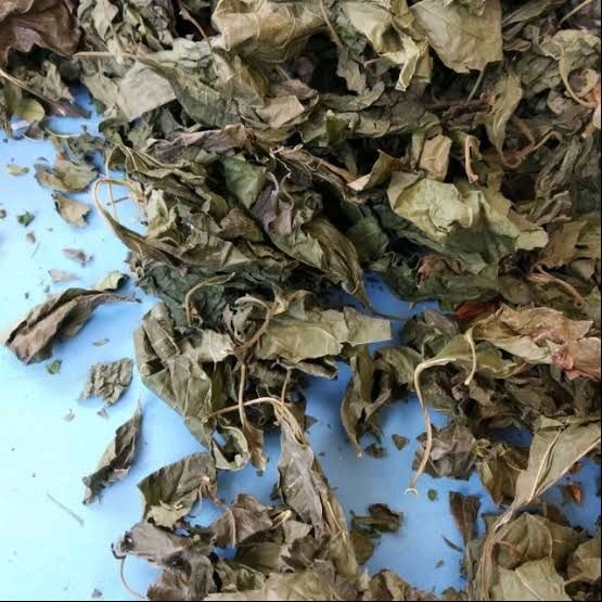 

Daun Kirinyuh Kopasanda Balakacida Kering Asli Herbal 100 Gram