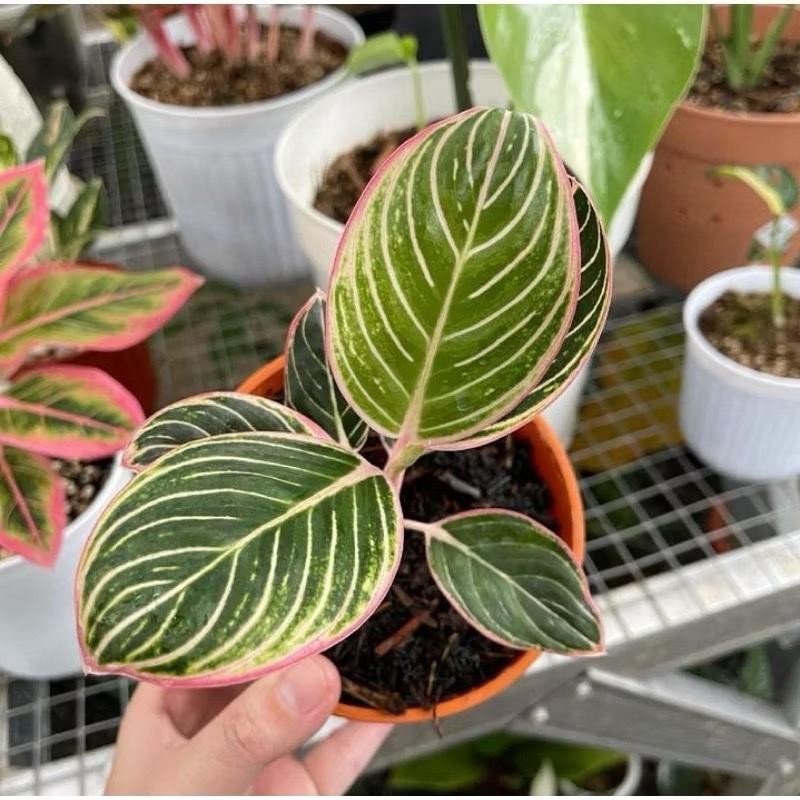 Tanaman aglonema minion anakan/beby