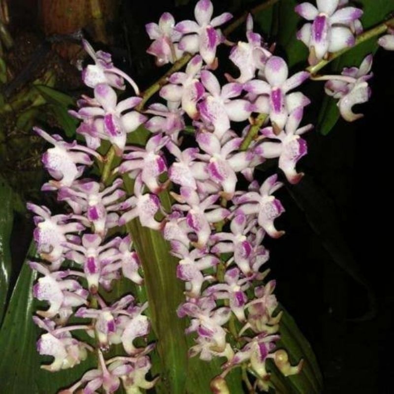 Tanaman Hias Anggrek Kuku Macan Tanaman Hias Anggrek Kuku Macan / Anggrek Aerides Odorata