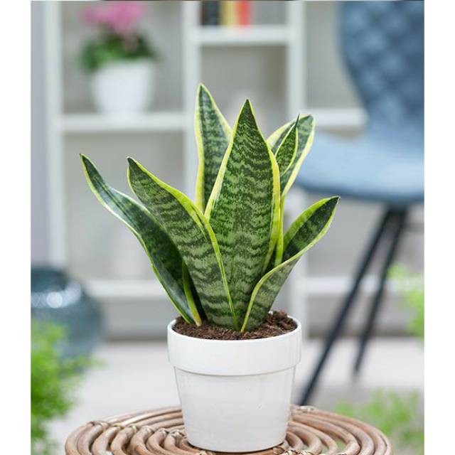 Tanaman Hias Sansevieria Futura superba Terlaris