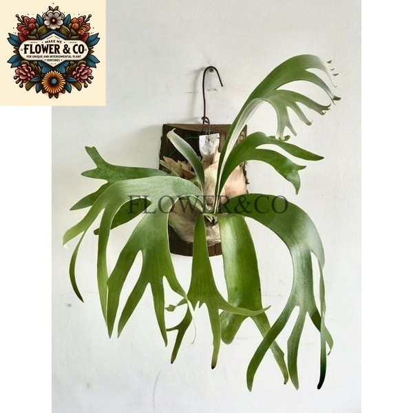 Tanaman Hias Kadaka Tanduk Rusa Tanaman Gantung Tanduk Rusa Kadaka