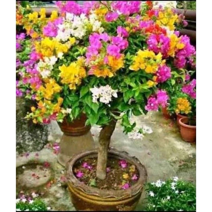 Bibit Bugenvil 3 warna