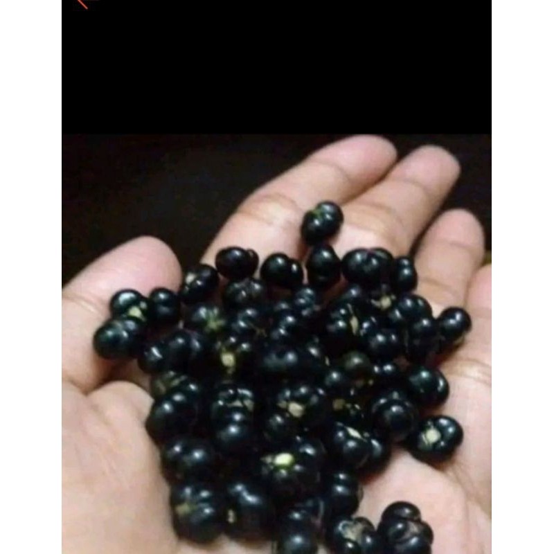 

buah angkung buat struk 100 biji