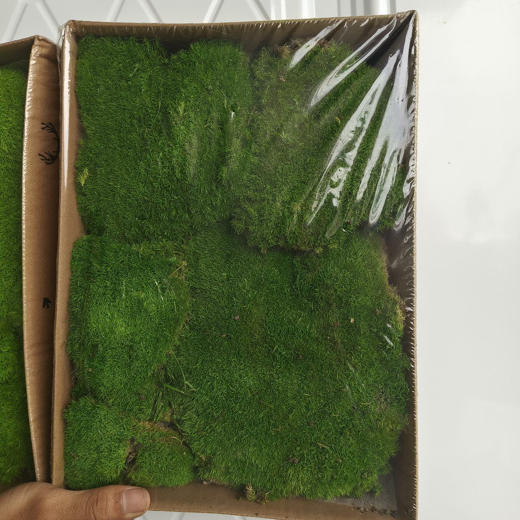 Lumut sintetis/Lumut premium/Lumut segar/Lumut artificial