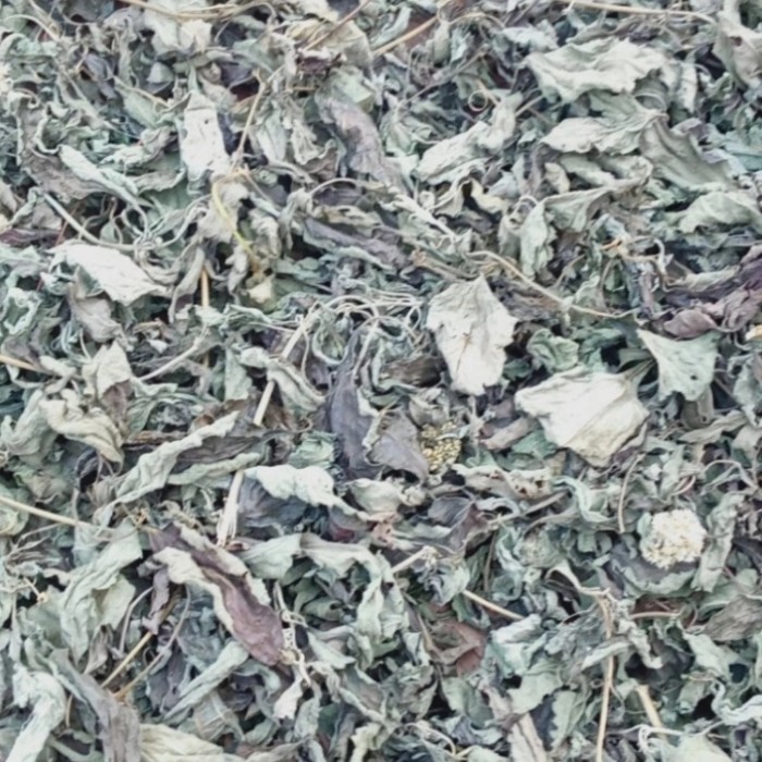 

daun kirinyuh kering daun marenggo kering obat herbal 500gram