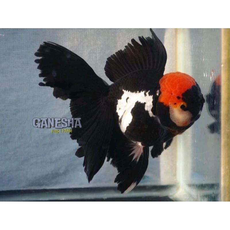 Ikan Hias Mas Koki Oranda sampai 13 CM TANCO 3Colour Shortbody Grade Fancy Quality