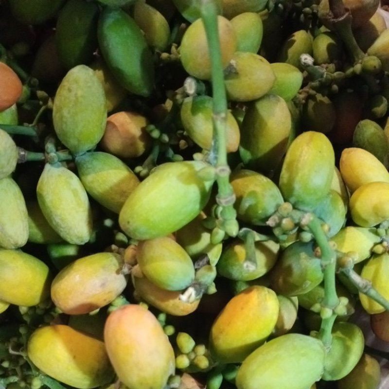 

Buah Melinjo Segar Bandung