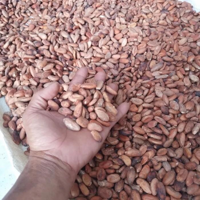 biji buah coklat kering 1kg
