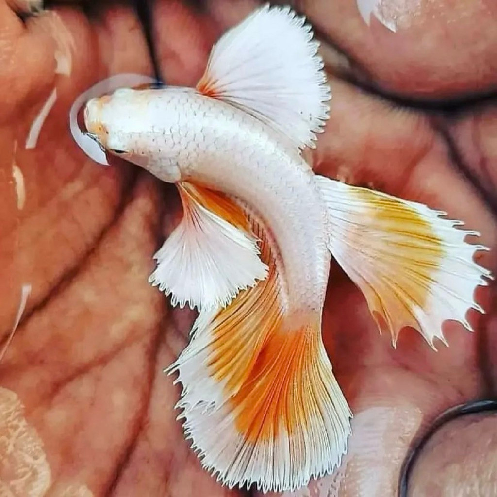 cupang plakat big ear telinga lebar, kualitas terbaik