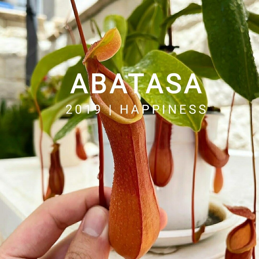 Tanaman Karnivora Nepenthes Kantong Semar