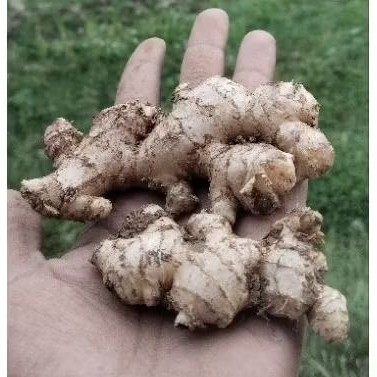 

PATAHAN JAHE GAJAH SUPER 1 KG FULL TUA