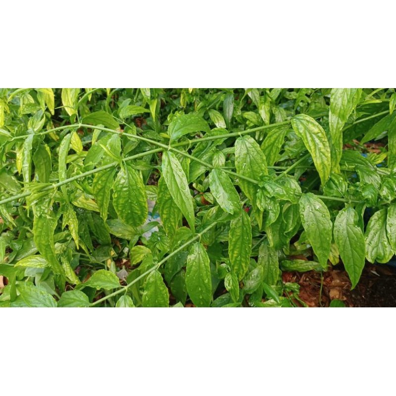 

Daun belalai gajah sabah snak grass clinatha 1kg fresh