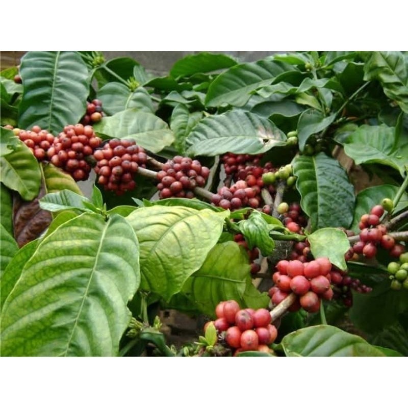 

250gram buah kopi segar K. D J.Y.A
