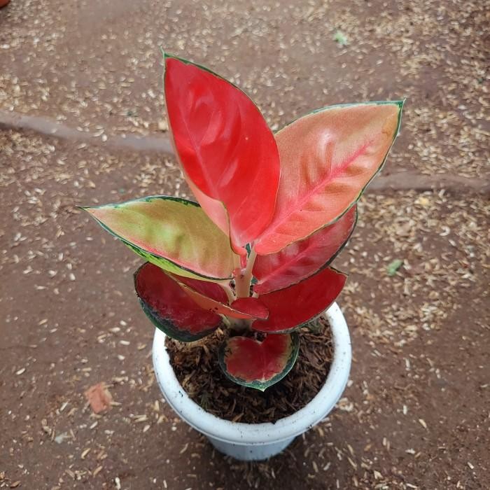 Aglonema Suksom Jaipong Pelangi - Aglo - Aglonema PROMO MURAH