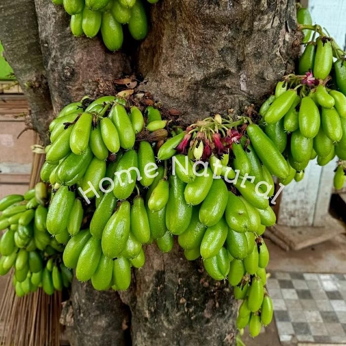 

Buah belimbing wuluh 500gram