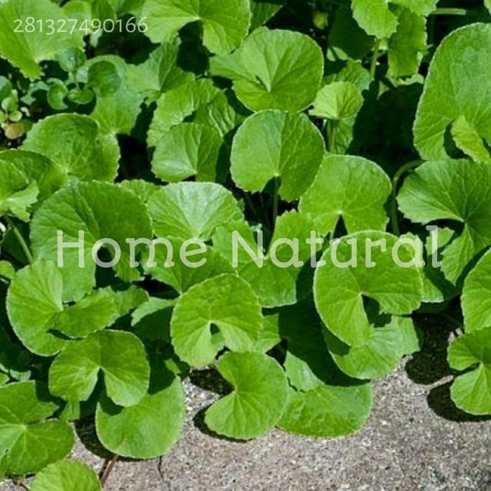 

Terlaris daun antanan organik / Daun pegangan segar 500gr