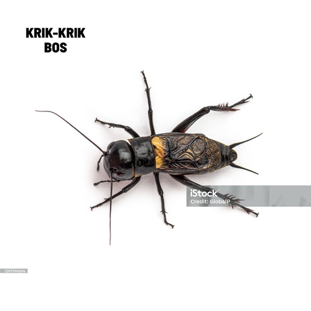 JANGKRIK ( SUPER BESAR ) ukuran besar JKK Jangkrik Sudah Sama kandang Murah Meriah Jangkrik Aduan Hi