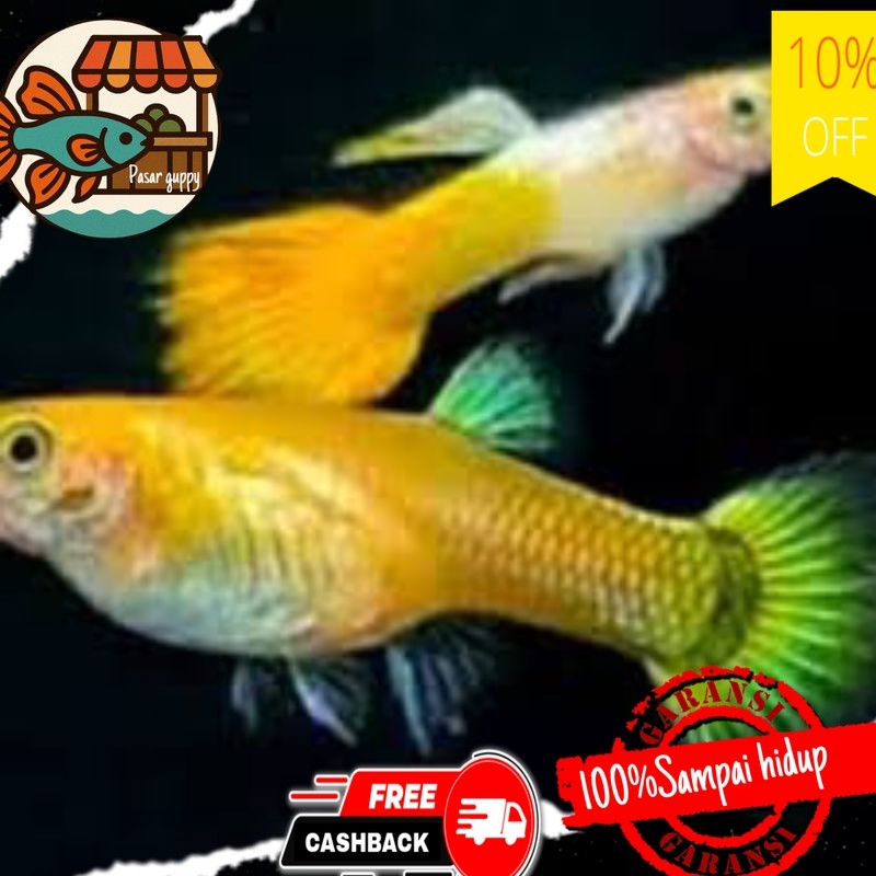 Hiasan aquarium sepasang gupi guppy micarif yellow mikarif micariff kuning