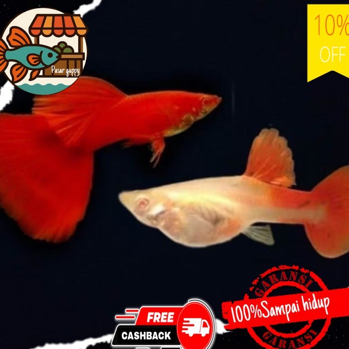Hiasan aquarium guppy ikan gupi AFR sepasang