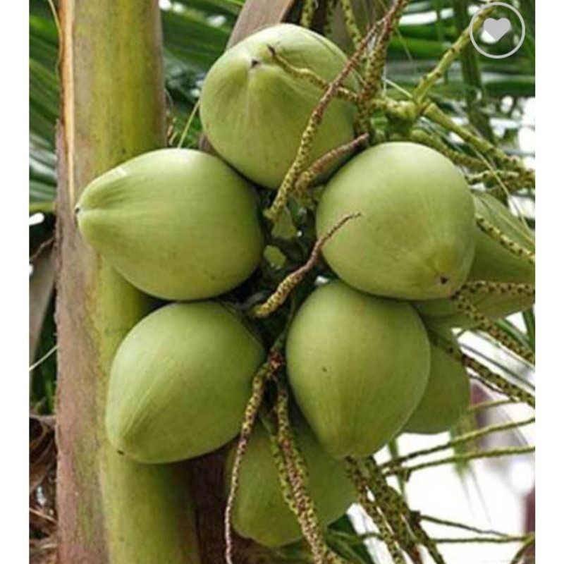 BIBIT KELAPA PANDAN WANGI THAILAND VAILID