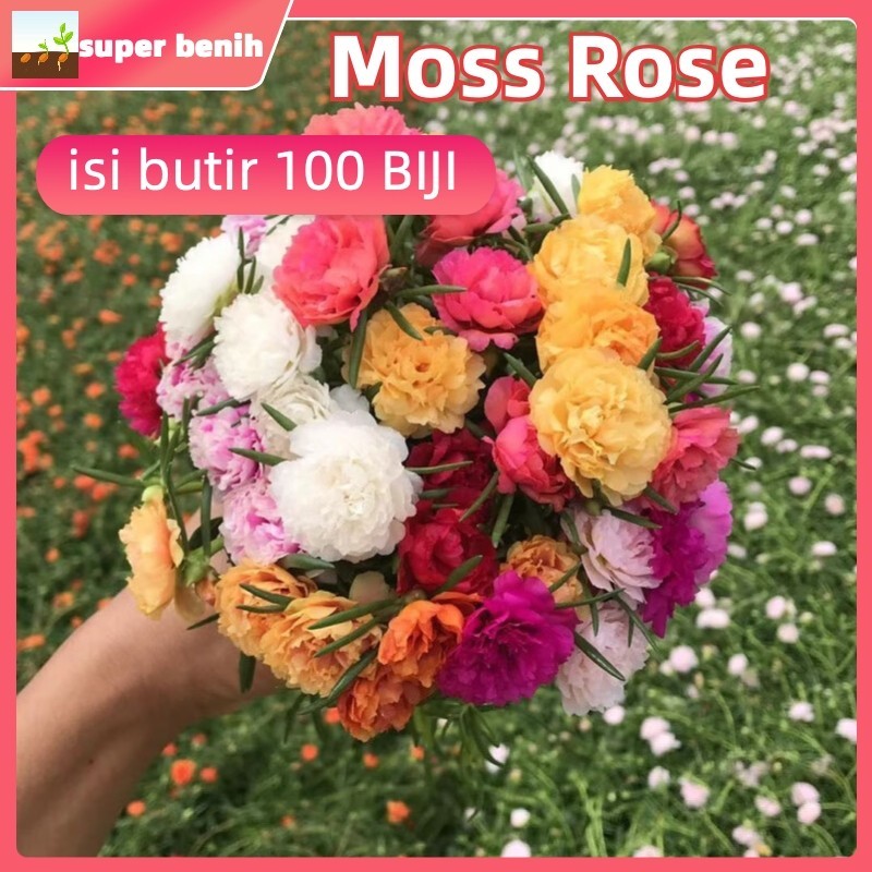 kemungkinan tumbuh 98% ( 100 Butir ) Benih Biji Bunga Pukul 9 | Bunga Krokot Moss Rose | Portulaca G