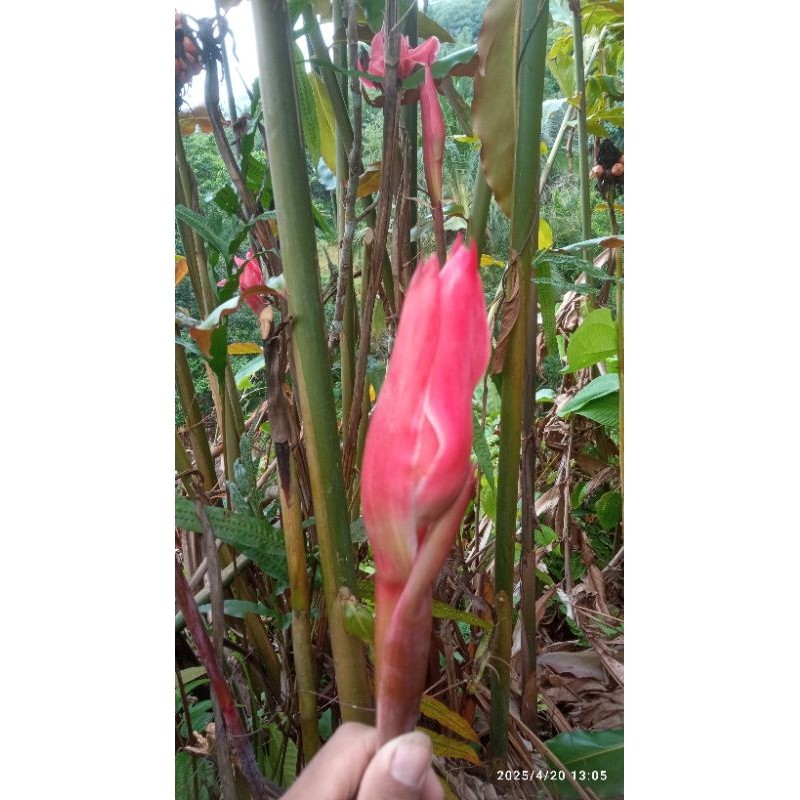 

Bisa cod READY 500Gram BUNGA KECOMBRANG PRESS