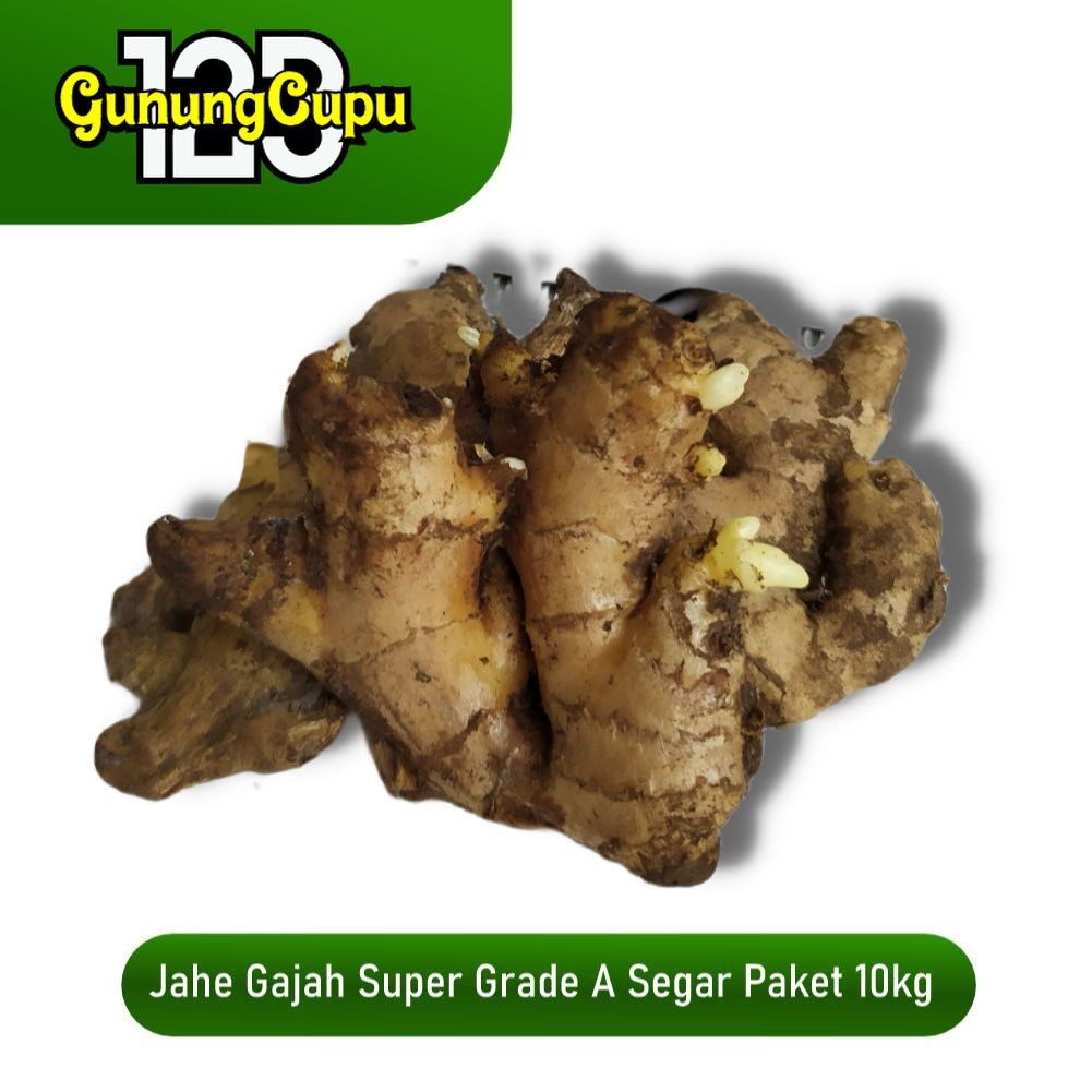 

Termurah Jahe Gajah Berkualitas Siap Konsumsi paket 10kg