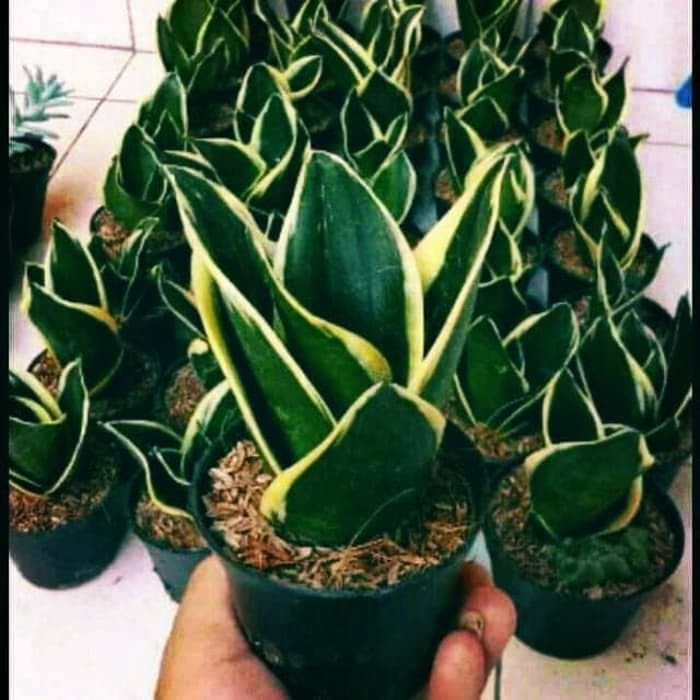 Tanaman Hias Sanseviera Golden - Sansivera  Golden Pagoda