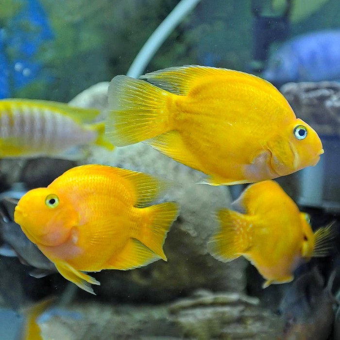 Yellow Parrot Fish / Parrot Kuning / Ikan Hias Parrot