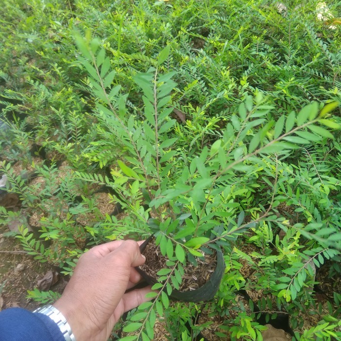 tanaman hias cendrawasih / pohon cendrawasih