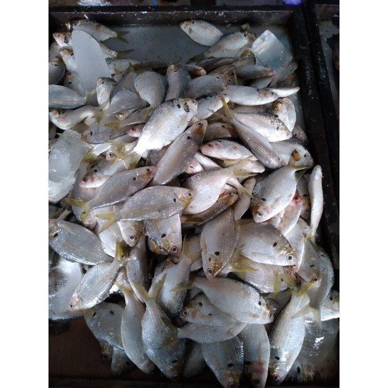 

Ikan Selangat / Ikan Kuasi / Ikan Kebasi