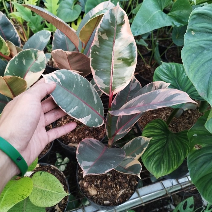 tanaman hias karet kebo ruby varigata - pohon karet kebo ruby