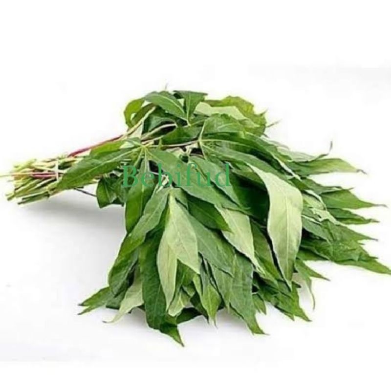 

DAUN SINGKONG 1 IKAT SEGAR BEST SELLER