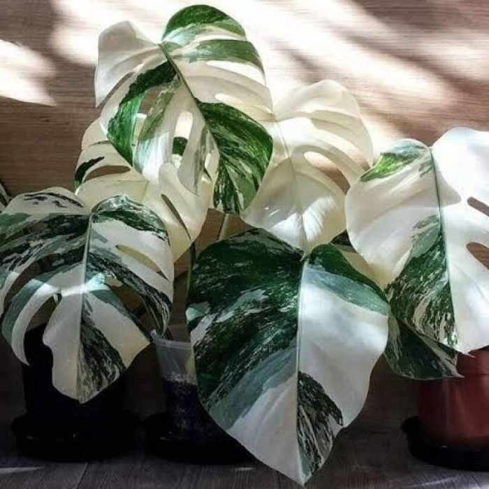 Monstera variegata / Monstera variegata ekonomis