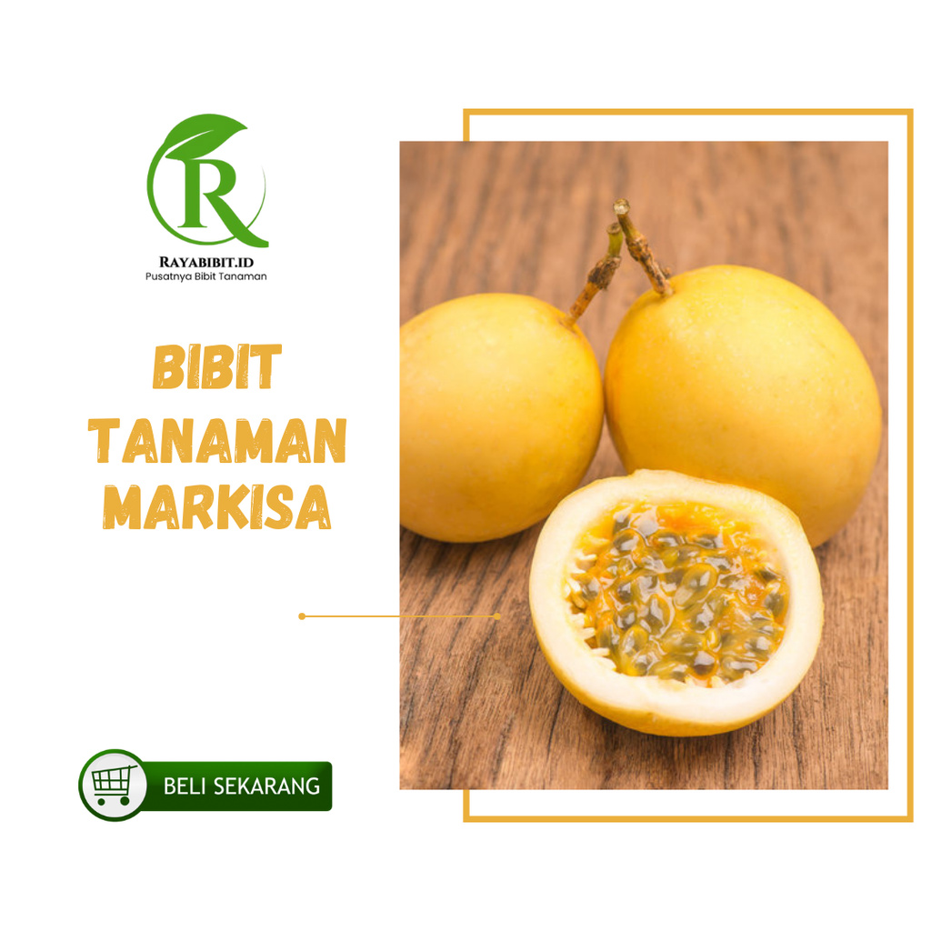 Bibit Markisa Kuning Manis Super Legit