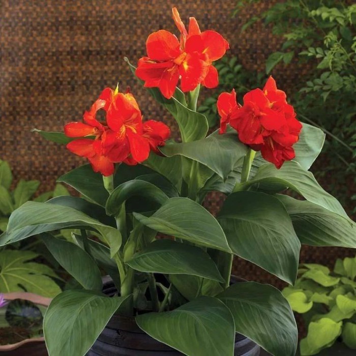 (TERMURAH) Tanaman Hias Canna Merah - Bunga Tasbih