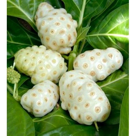

buah mengkudu buah pace organik 1kg buah mengkudu segar