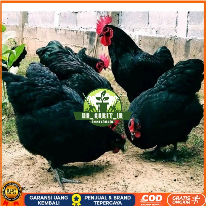 

TELUR AYAM HIAS PETELUR AUSTRALORP UNTUK DI TETASKAN UD_GOBIT_ID