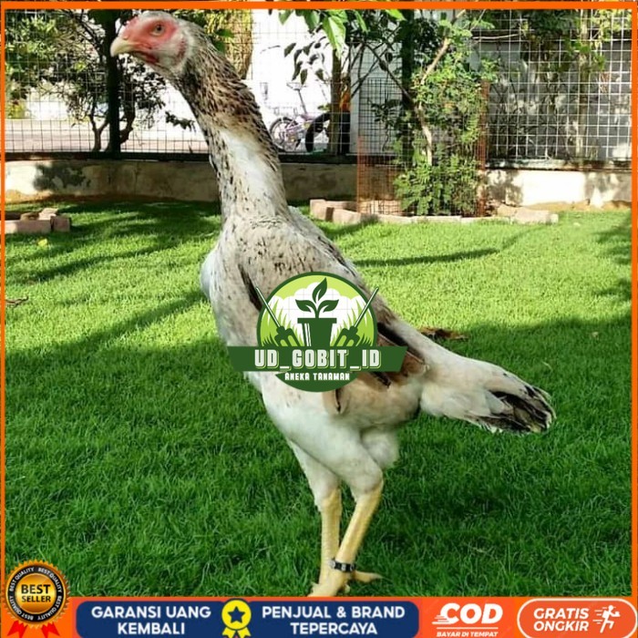 

Telur ayam bangkok shamo jepang / ayam petarung aduan siap ditetaskan UD_GOBIT_ID