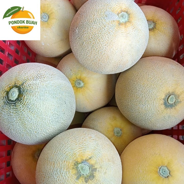 

MELON MADU ASLI NGAWI MURAH MERIAH