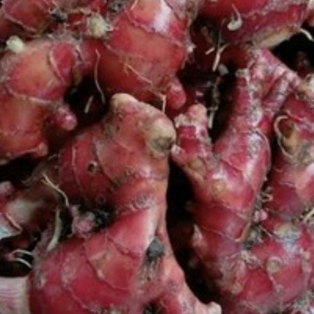 JAHE MERAH/JAHE LOKAL/JAHE SEGAR/JAHE ORGANIK/RIMPANG JAHE..1 kg MURAH