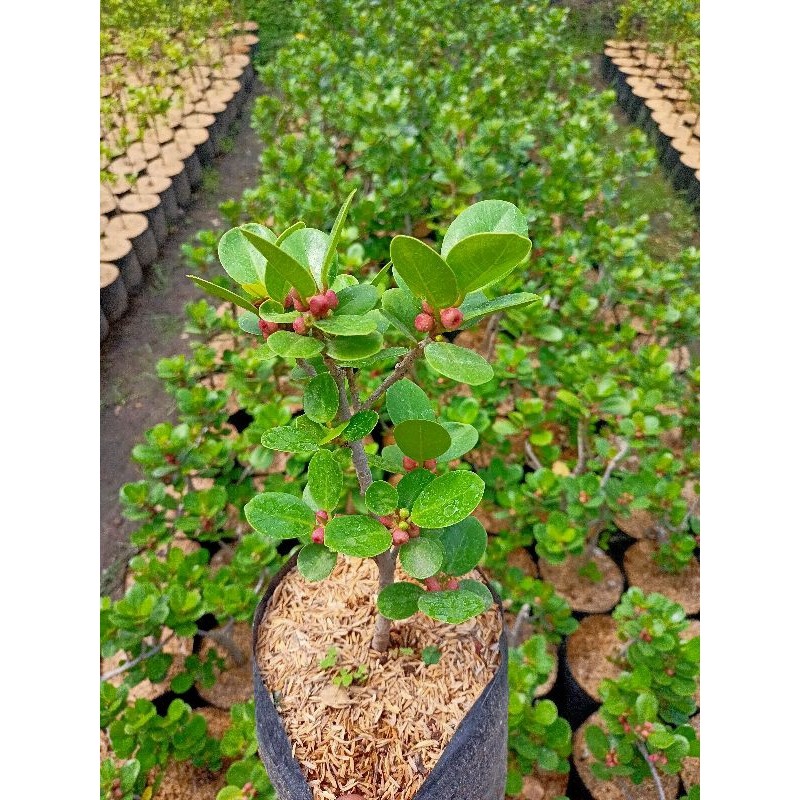 Bibit Beringin Dolar - Bahan Bonsai Dolar Beringin