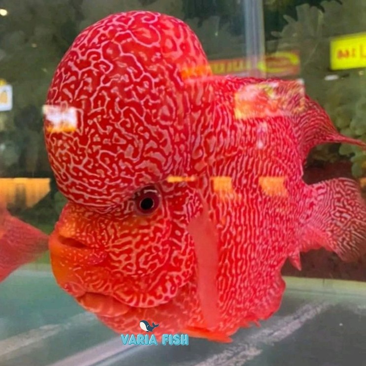 

hiasan louhan golden base 4-6 cm lohan gb yellow gank berkualitas