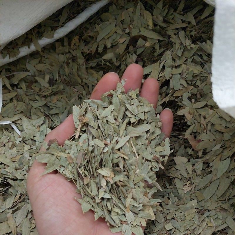 

COD daun teh jati cina 1kg