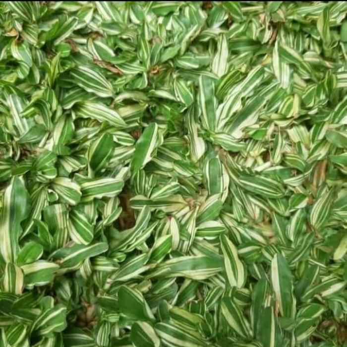 Rumput Gajah Mini varigata