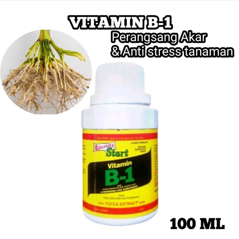 Vitamin B1 100ML Liquinox Star Perangsang Akar Original - Zat Perangsang Akar