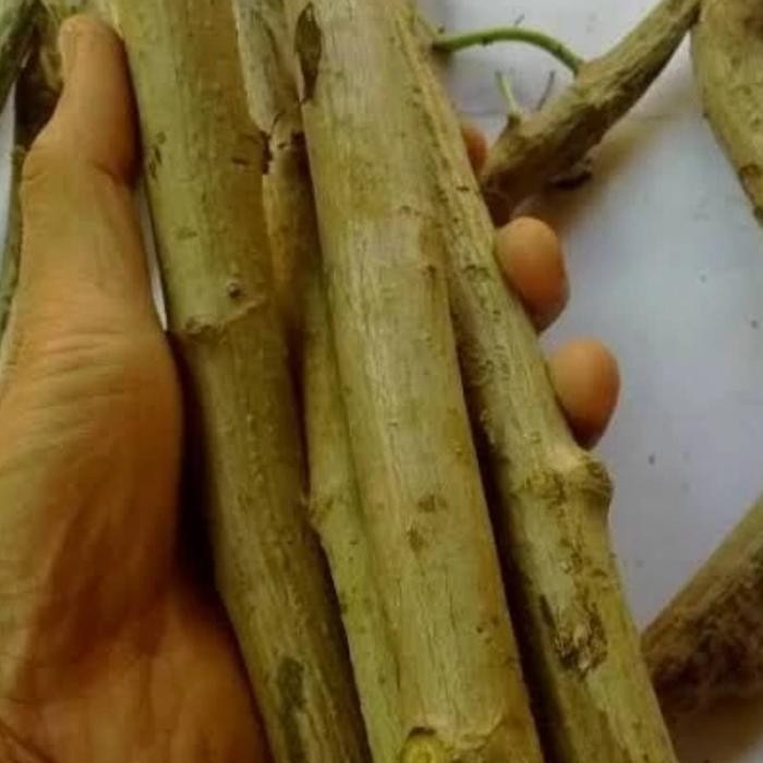 

termurah bibit tanaman insulin,bibit batang,bibit stek pohon insulin